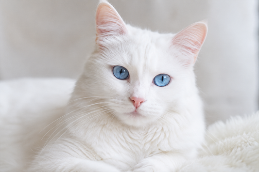 The Surprising Truth About White Cats (And Why They're So Special)